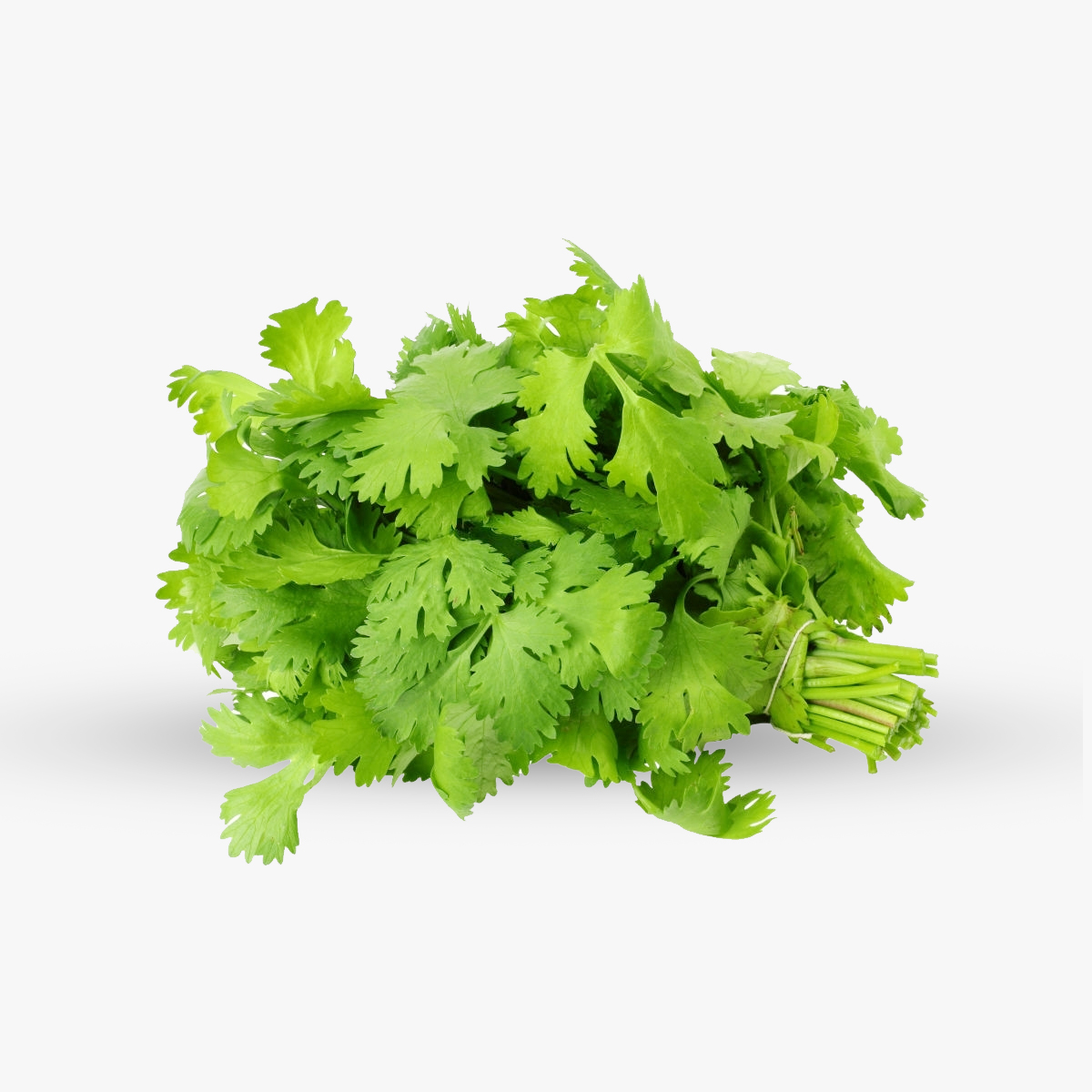 01-Coriander-Leaves